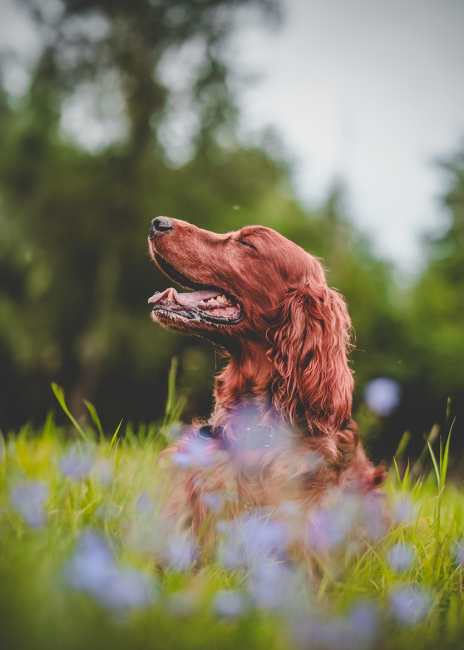 irish setter, dog, pet, animal, flower wallpaper, canine, nature, summer meadow, grass, beautiful flowers, hunting dog, beautiful, flower background, flowers